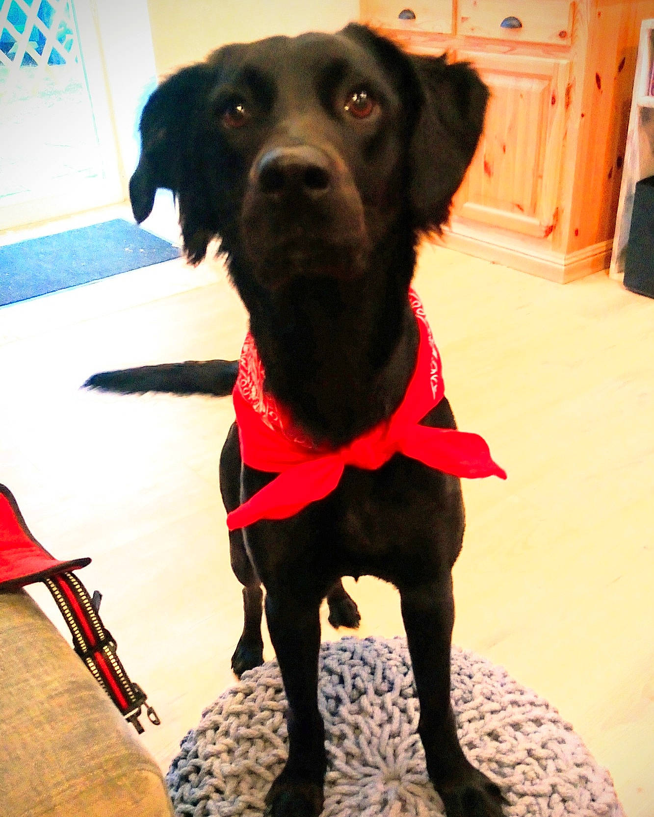 Laos participe au concours pour gagner de l'argent avec cette photo : beagador, borador, canidae, carnivore, companion_dog, dog, dog_breed, dog_collar, flat_coated_retriever, hunting_dog, labrador_retriever, pointing_breed, rare_breed_dog, retriever, snout, sporting_group, tail