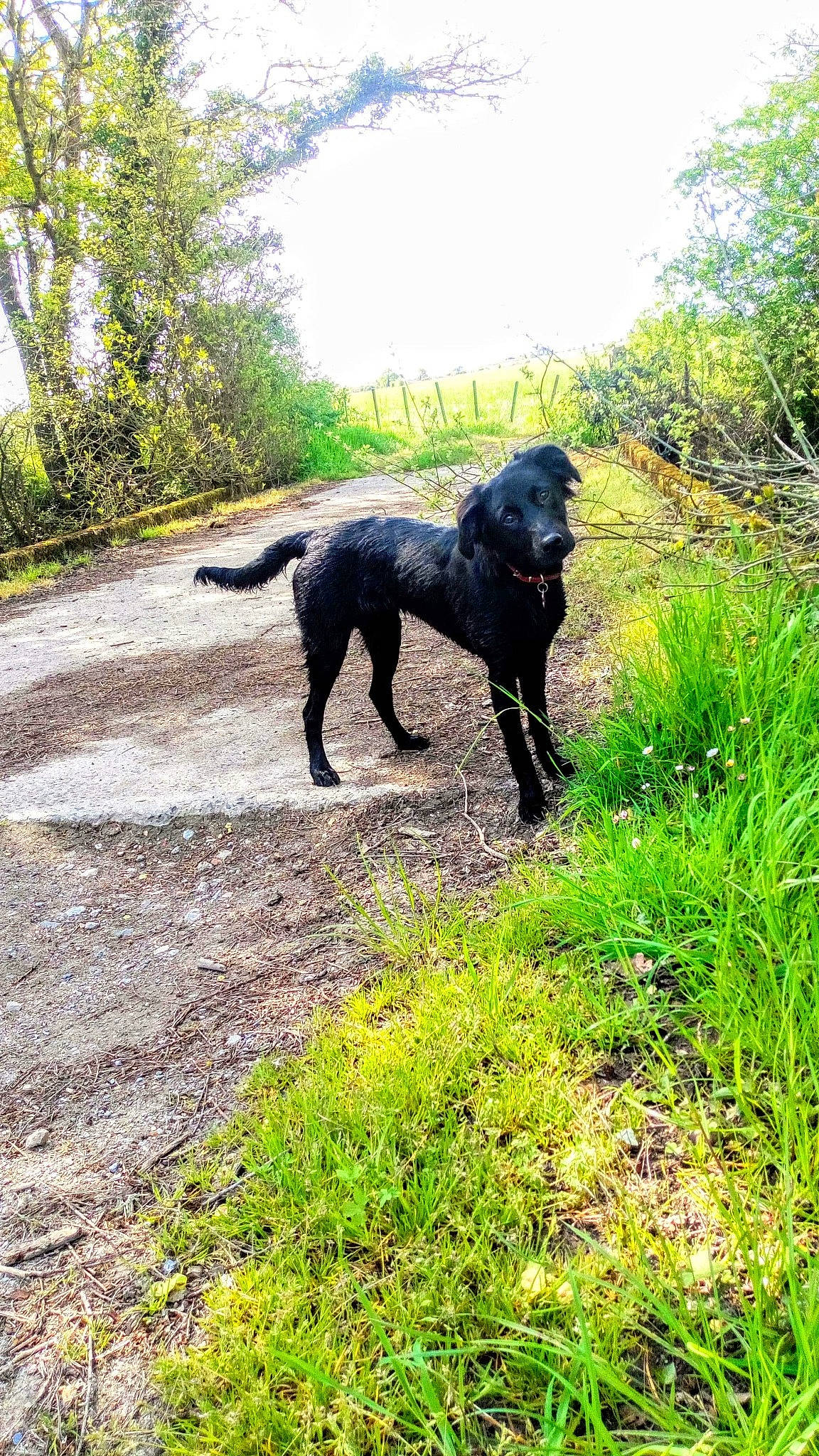 Laos participe au concours pour gagner de l'argent avec cette photo : canidae, carnivore, dog, dog_breed, field_trial, flat_coated_retriever, hunting_dog, labrador_retriever, mammal, patterdale_terrier, sporting_group, tail, vertebrate