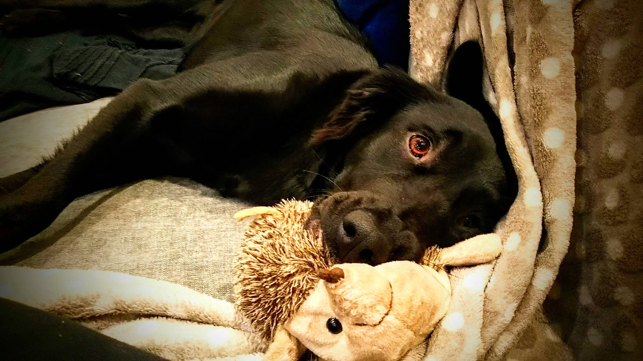 Laos participe au concours pour gagner de l'argent avec cette photo : canidae, carnivore, dog, dog_breed, labrador_retriever, retriever, snout, sporting_group, vertebrate, weimaraner