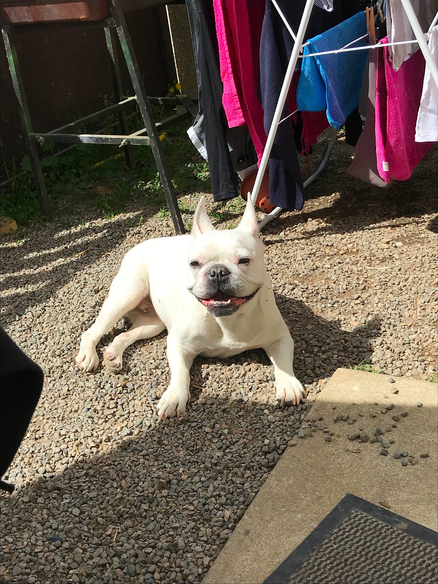 Fidji participe au concours pour gagner de l'argent avec cette photo : bulldog, canidae, carnivore, companion_dog, dog, dog_breed, dog_walking, fawn, french_bulldog, leash, mammal, non_sporting_group, puppy, snout, tail, vertebrate