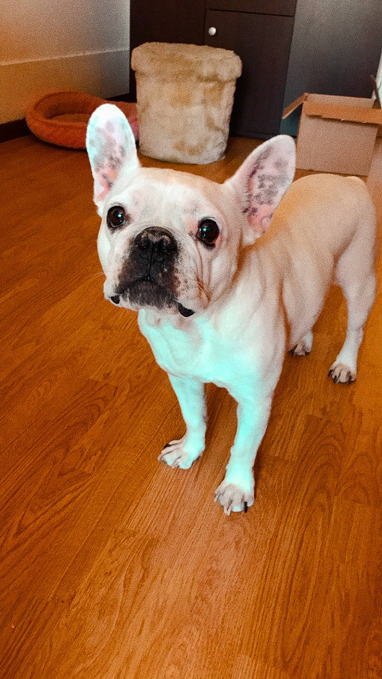 Fidji participe au concours pour gagner de l'argent avec cette photo : bulldog, canidae, carnivore, companion_dog, dog, dog_breed, ear, fawn, french_bulldog, mammal, non_sporting_group, nose, old_english_bulldog, puppy, skin, snout, sporting_group, toy_bulldog, vertebrate, whiskers