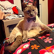 Clancy joined the competition — help win amazing prizes! cat, bow_tie, animal, pet, indoor, feline, relaxed, sitting, colorful_blanket, pattern, owl_pattern, fur, paw, whiskers, bedroom, clothes, folded_clothes, furniture, cozy, casual