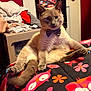 cat, bow_tie, animal, pet, indoor, feline, relaxed, sitting, colorful_blanket, pattern, owl_pattern, fur, paw, whiskers, bedroom, clothes, folded_clothes, furniture, cozy, casual