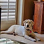 animal, blinds, canine, collar, dog, domestic, floor, furniture, home_interior, house, indoor, labrador, pet, pink_tag, relaxed, resting, tile_floor, white_dog, window, wooden_cabinet
