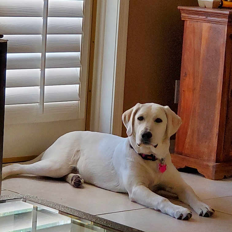 Harlee is registered to the contest to win money with this photo: animal, blinds, canine, collar, dog, domestic, floor, furniture, home_interior, house, indoor, labrador, pet, pink_tag, relaxed, resting, tile_floor, white_dog, window, wooden_cabinet