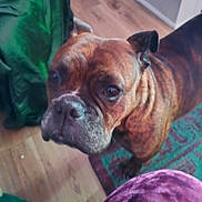 Betty joined the competition — help win amazing prizes! dog, brindle_dog, pet, canine, muzzle, wrinkled_face, brown_coat, eyes, ears, curious, close_up, indoor, wood_floor, area_rug, blanket, carpet, front_view, portrait, home_interior, fur