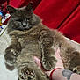 Smokey is registered to the contest to win money with this photo: cat, gray_cat, fluffy, paw, pink_paw_pads, tattoo, hand, red_background, indoor, pet, feline, fur, cute, animal, relaxed, closeup, paw_pads, domestic_cat, resting, unimpressed