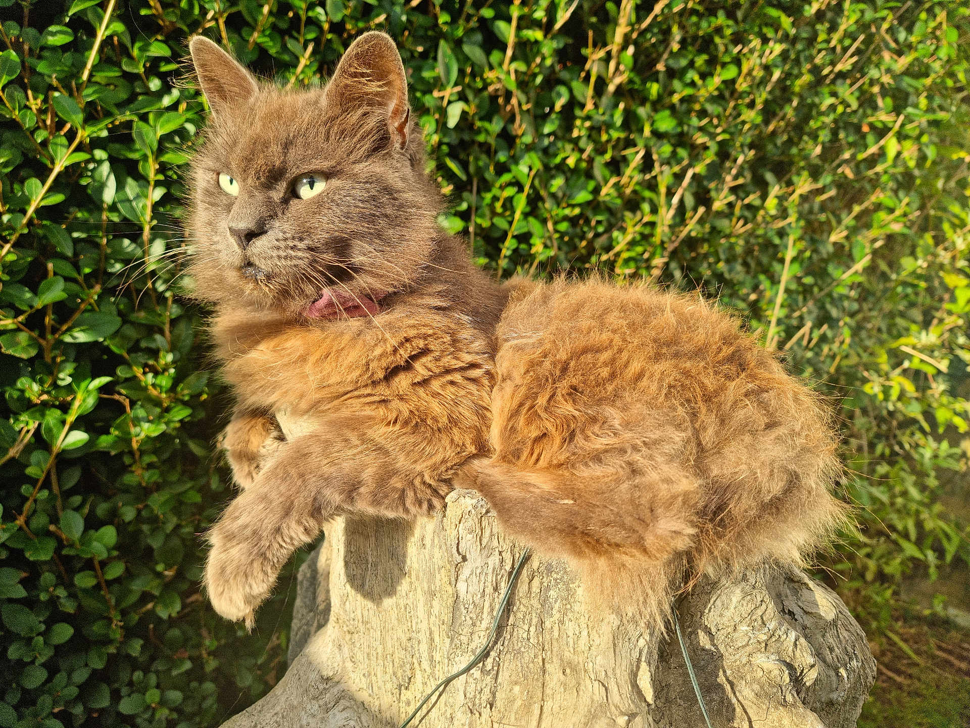 Smokey is registered to the contest to win money with this photo: cat, fluffy, outdoor, sunlight, greenery, tree_stump, pet, animal, fur, nature, relaxed, garden, mammal, whiskers, ears, eyes, resting, paw, closeup, daylight