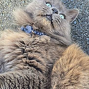 Smokey joined the competition — help win amazing prizes! cat, fluffy, gray, blue_eyes, collar, polka_dot, outdoor, asphalt, curious, wide_eyes, pet, animal, fur, whiskers, closeup, texture, playful, cute, domestic_cat, face