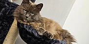 Smokey joined the competition — help win amazing prizes! cat, fluffy, gray_cat, cat_tree, hammock, toy_mouse, indoor, pet, feline, relaxed, plush, cozy, resting, long_tail, scratching_post, animal, home, wall, fur, domestic