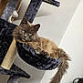 cat, fluffy, gray_cat, cat_tree, hammock, toy_mouse, indoor, pet, feline, relaxed, plush, cozy, resting, long_tail, scratching_post, animal, home, wall, fur, domestic