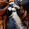 cat, tuxedo_cat, pet, sleeping, relaxed, cozy, blanket, striped_blanket, indoor, fur, whiskers, paws, cute, resting, animal, mammal, black_and_white, soft, comfort, nap