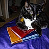 cat, black_and_white_cat, pet, animal, books, book_stack, purple_blanket, collar, paw_tag, indoor, feline, resting, fur, whiskers, domestic_cat, closeup, paw, reading, relaxing, household