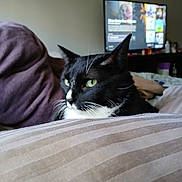 Sox joined the competition — help win amazing prizes! cat, tuxedo_cat, green_eyes, indoor, cushion, striped, furniture, television, blurred_background, pet, whiskers, black_fur, white_fur, resting, cozy, home, curious, closeup, soft_lighting, relaxed