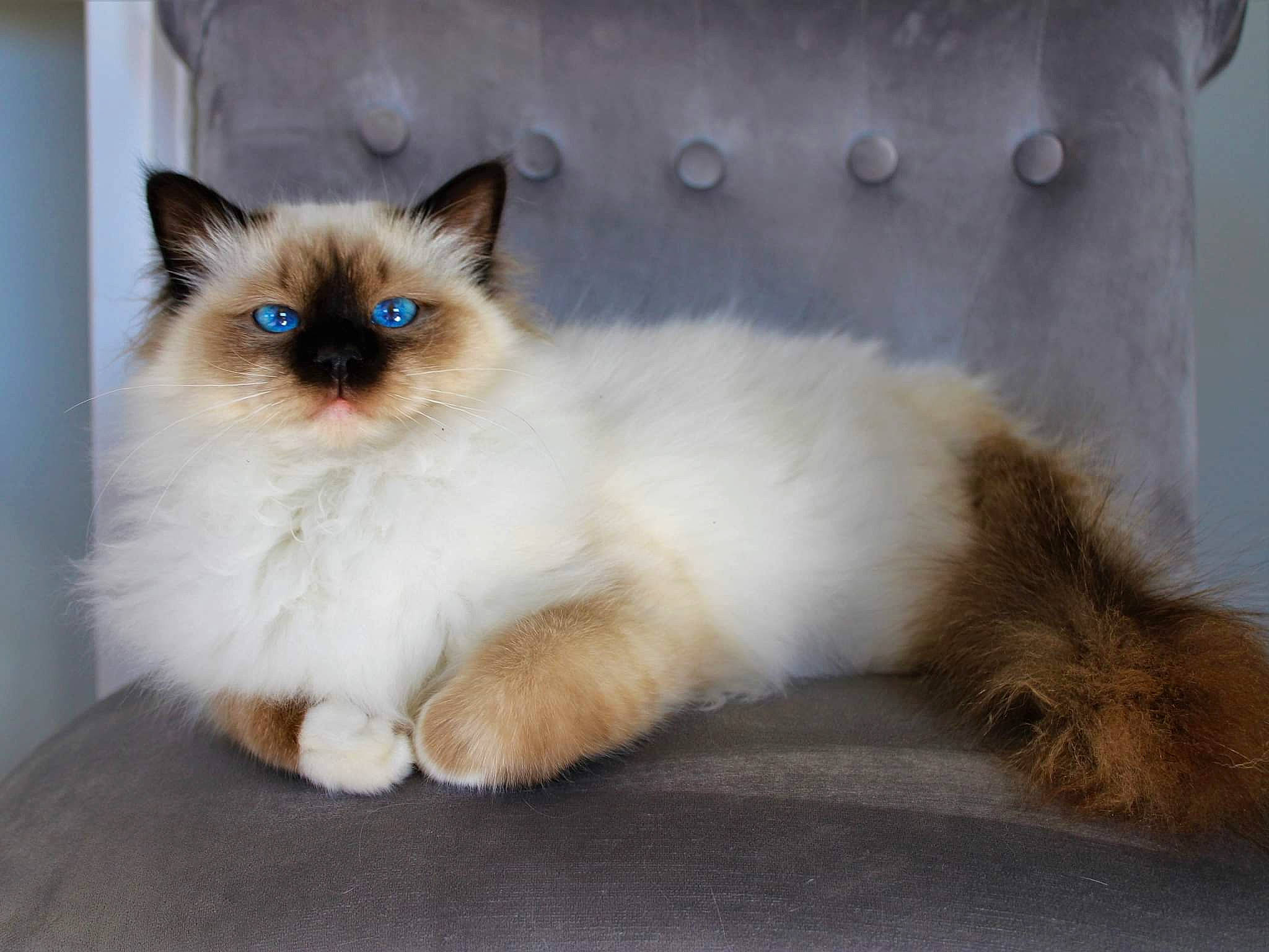 Léon a rejoint le concours — aidez-le/la à gagner de superbes lots ! balinese, birman, carnivore, cat, claw, fawn, felidae, fur, iris, paw, ragdoll, siamese, small_to_medium_sized_cats, smile, snout, tail, terrestrial_animal, thai, whiskers