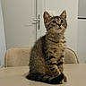 Tigresse a rejoint le concours — aidez-le/la à gagner de superbes lots ! cat, kitten, tabby, animal, pet, sitting, upright, portrait, whiskers, ears, eyes, fur, striped_fur, tail, paws, indoors, table, chair, door, home