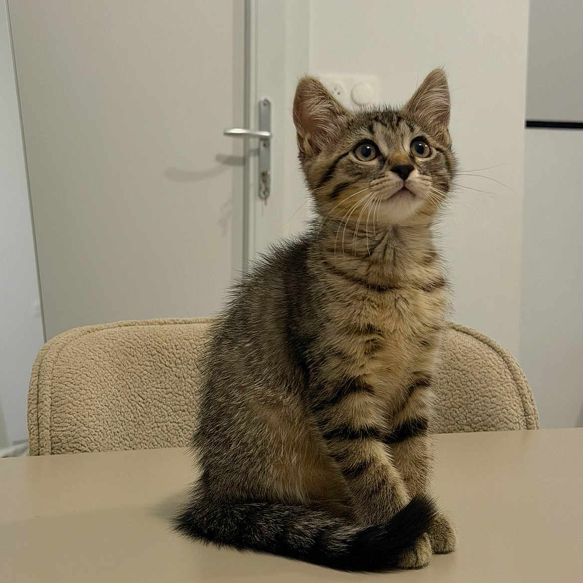 Tigresse a rejoint le concours — aidez-le/la à gagner de superbes lots ! cat, kitten, tabby, animal, pet, sitting, upright, portrait, whiskers, ears, eyes, fur, striped_fur, tail, paws, indoors, table, chair, door, home