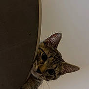 Tigresse a rejoint le concours — aidez-le/la à gagner de superbes lots ! cat, tabby_cat, kitten, feline, pet, animal, face, eyes, ears, whiskers, fur, striped_fur, curious, peeking, portrait, indoor, close_up, cushion, fabric, wall