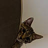 cat, tabby_cat, kitten, feline, pet, animal, face, eyes, ears, whiskers, fur, striped_fur, curious, peeking, portrait, indoor, close_up, cushion, fabric, wall