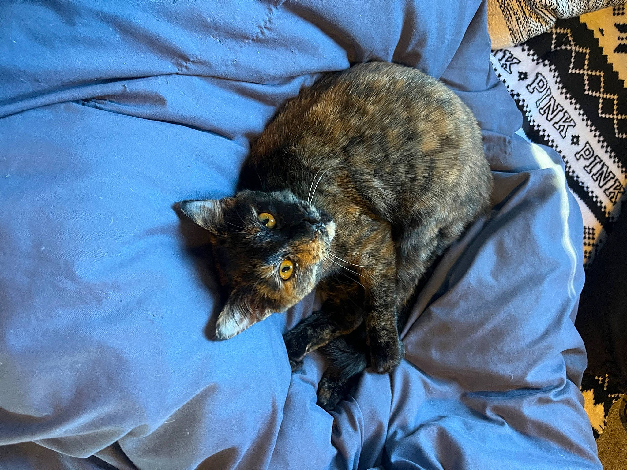 Cookie is registered to the contest to win money with this photo: beard, bombay, canidae, carnivore, cat, claw, comfort, domestic_short_haired_cat, ear, felidae, fur, grass, linens, nap, sleep, small_to_medium_sized_cats, snout, tail, terrestrial_animal, whiskers