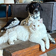 Snow participe au concours pour gagner de l'argent avec cette photo : cat, dog, indoor, furniture, couch, wood, floor, relaxing, pet, animal, white_cat, black_and_white_dog, fur, resting, cozy, house, domestic, companion, calm, portrait