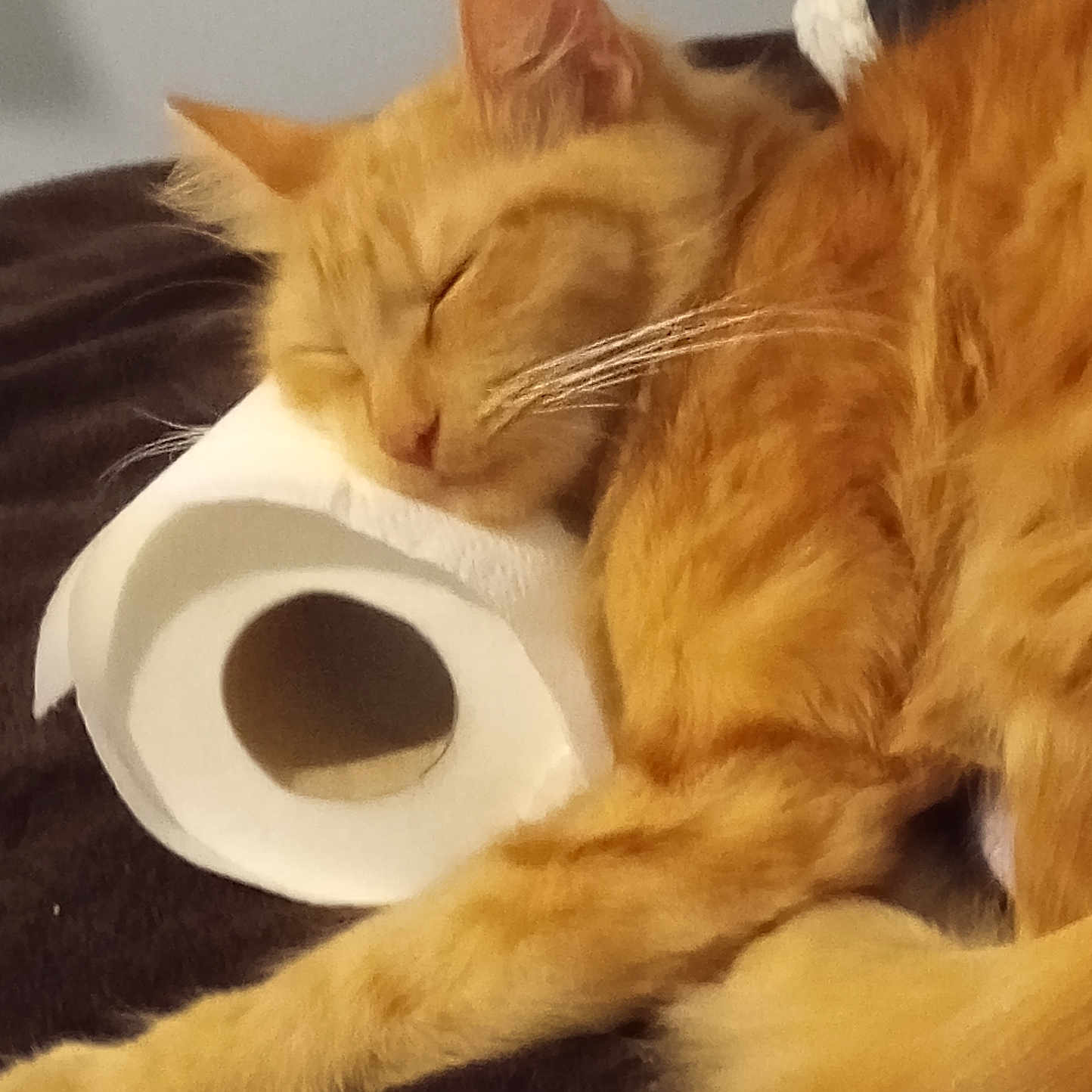 Ginger is registered to the contest to win money with this photo: cat, orange_cat, sleeping, toilet_paper, resting, fur, pet, domestic_animal, cozy, indoor, relaxation, closeup, whiskers, paw, feline, animal, cute, nap, comfort, soft