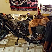 Ginger joined the competition — help win amazing prizes! cat, orange_cat, bicycle, bike, indoor, sleeping, chain, ladder, tapestry, floor, tile_floor, box, clutter, seat, handlebar, pedal, wheel, furniture, room, resting