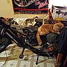 bicycle, bike, box, cat, chain, clutter, floor, furniture, handlebar, indoor, ladder, orange_cat, pedal, resting, room, seat, sleeping, tapestry, tile_floor, wheel