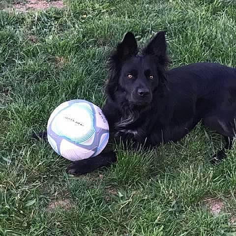 Osis participe au concours pour gagner de l'argent avec cette photo : ball, ball_game, carnivore, companion_dog, dog, dog_breed, dog_sports, football, grass, lawn, net, plant, soccer_ball, sports, sports_equipment, sports_toy, tennis_ball, toy, tree, working_animal
