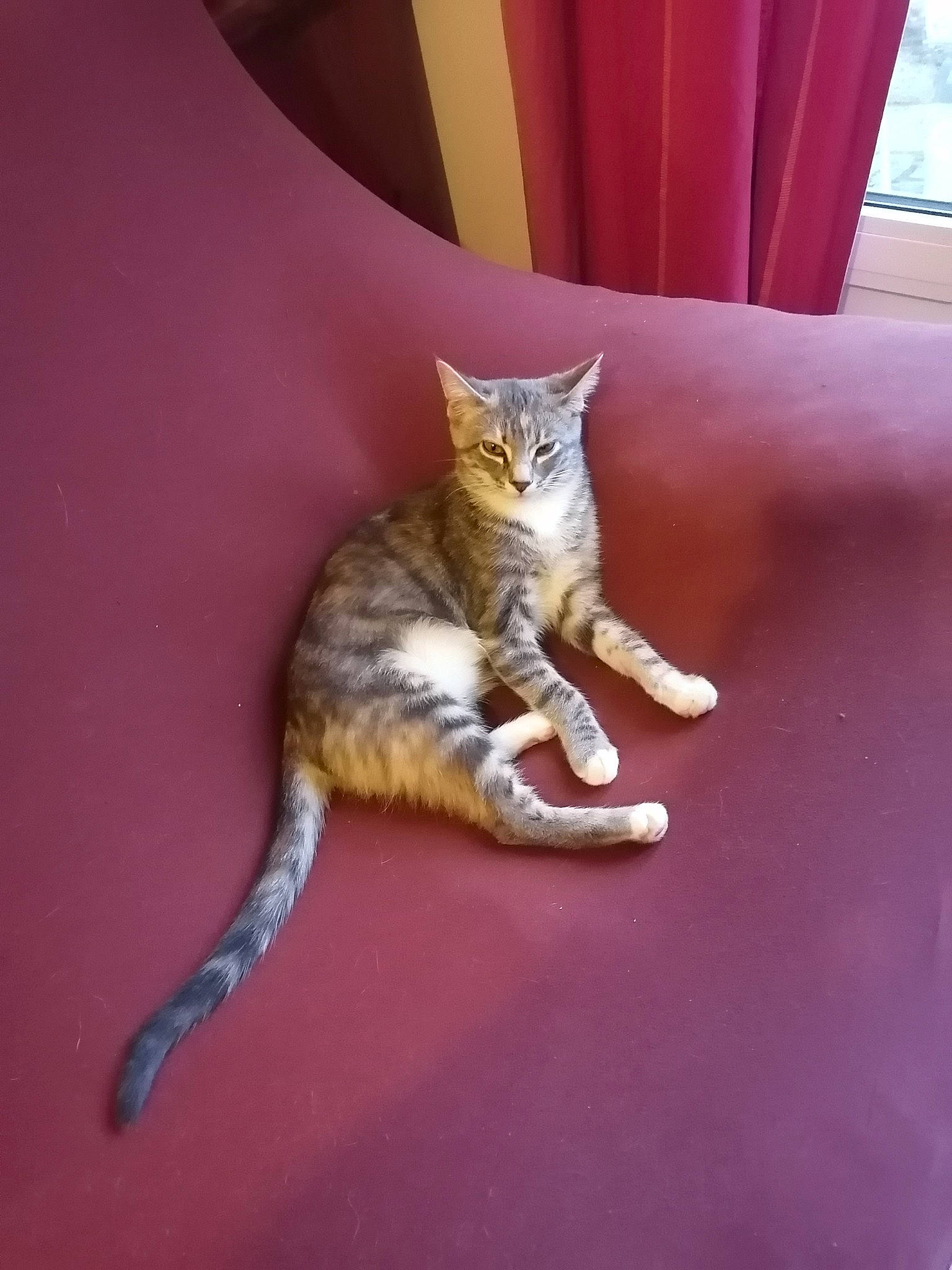 Chichi participe au concours pour gagner de l'argent avec cette photo : carnivore, cat, claw, comfort, curtain, domestic_short_haired_cat, door, fawn, felidae, flooring, fur, hardwood, paw, room, small_to_medium_sized_cats, snout, tail, terrestrial_animal, whiskers, wood