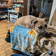 Princess joined the competition — help win amazing prizes! blanket, boxes, brown_dog, canine, cluttered_room, collar, cozy, dog, floppy_ears, furniture, indoor, living_room, lying_down, ottoman, pet, portrait, shelves, short_hair, sleepy, wooden_floor