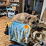 blanket, boxes, brown_dog, canine, cluttered_room, collar, cozy, dog, floppy_ears, furniture, indoor, living_room, lying_down, ottoman, pet, portrait, shelves, short_hair, sleepy, wooden_floor