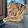 dog, indoor, furniture, cushion, brown_dog, resting, pet, animal, wrinkled_skin, large_dog, window_light, lamp, home, relaxed, seated, ears, floor, wood, closeup, portrait