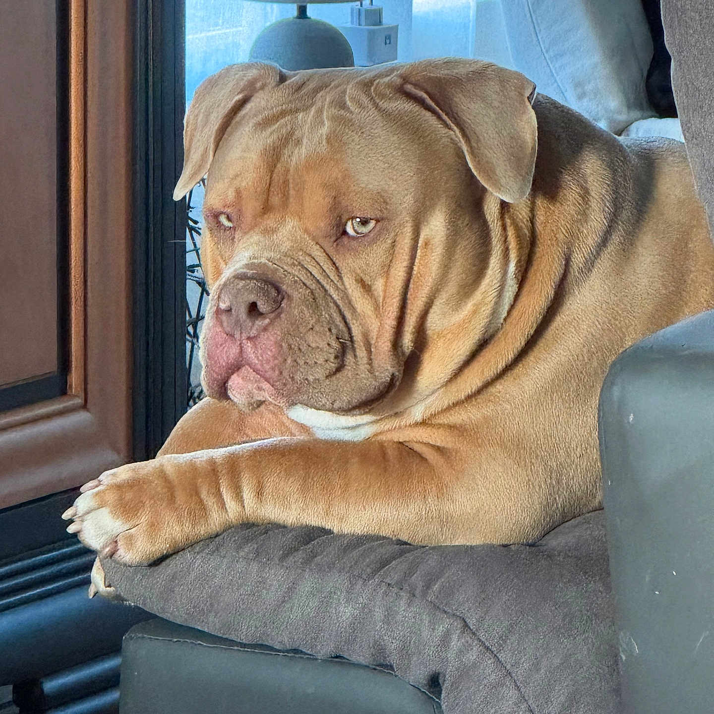 Rocky participe au concours pour gagner de l'argent avec cette photo : animal, brown_dog, closeup, cushion, dog, ears, floor, furniture, home, indoor, lamp, large_dog, pet, portrait, relaxed, resting, seated, window_light, wood, wrinkled_skin