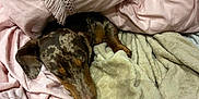 Francichouette participe au concours pour gagner de l'argent avec cette photo : dog, sleeping, blanket, pillow, bed, cozy, rest, indoor, fur, animal, pet, brown, black, soft, comfort, laying, quiet, relax, snuggle, warm