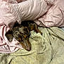 dog, sleeping, blanket, pillow, bed, cozy, rest, indoor, fur, animal, pet, brown, black, soft, comfort, laying, quiet, relax, snuggle, warm