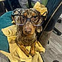 dog, dachshund, glasses, blanket, chair, indoor, pet, brown, spotted, fur, animal, cute, sitting, looking, floor, cozy, home, relaxed, face, nostrils