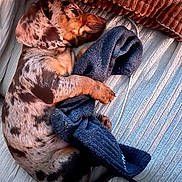 Francichouette a rejoint le concours — aidez-le/la à gagner de superbes lots ! puppy, dog, dachshund, sleeping, couch, blanket, sock, fur, spot, pet, cozy, relaxed, indoors, nap, cute, animal, resting, texture, soft, clutching