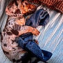 puppy, dog, dachshund, sleeping, couch, blanket, sock, fur, spot, pet, cozy, relaxed, indoors, nap, cute, animal, resting, texture, soft, clutching