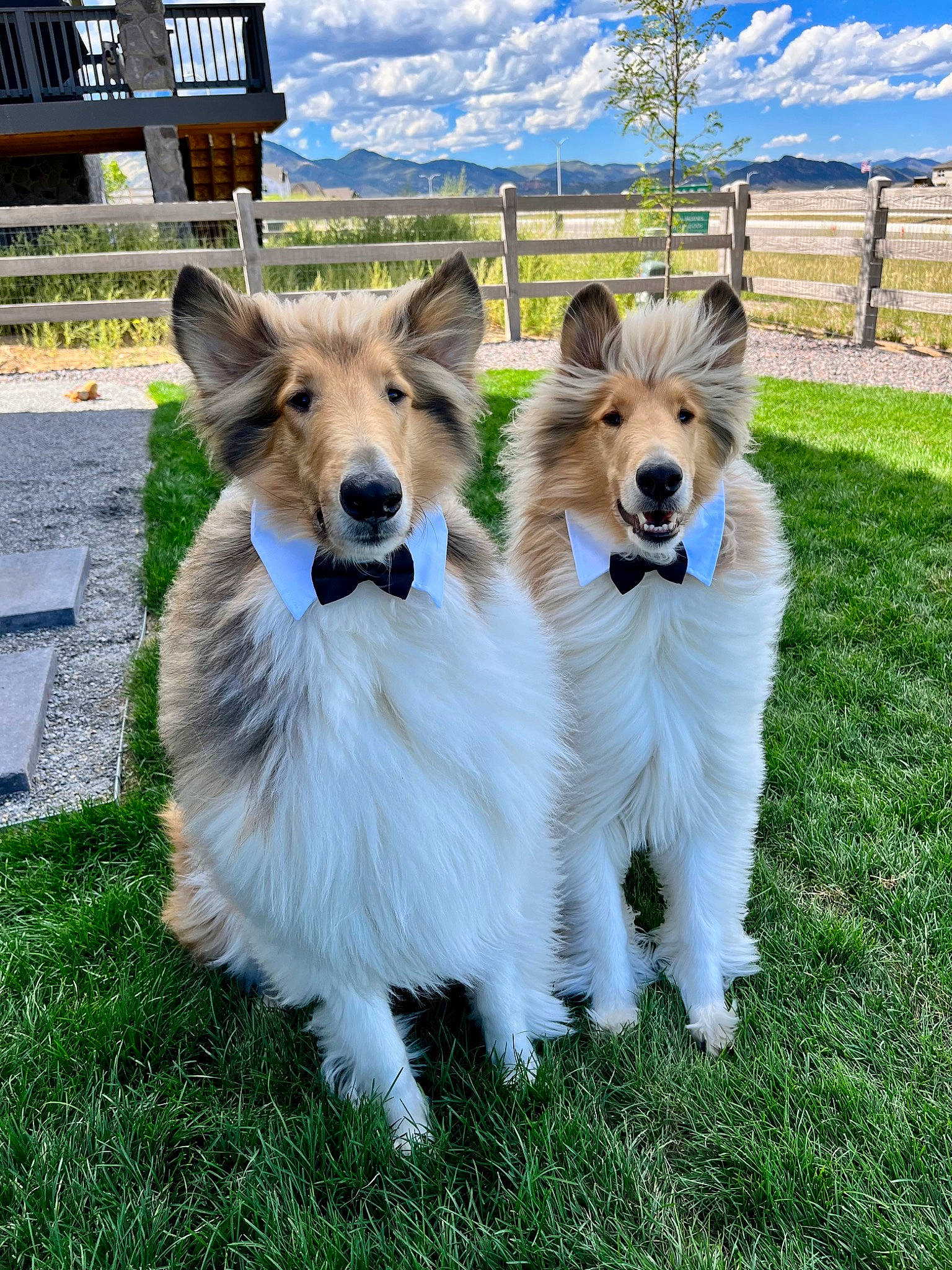Huck joined the competition — help win amazing prizes! carnivore, cloud, collie, companion_dog, dog, dog_breed, fawn, fur, grass, happy, herding_dog, plant, shetland_sheepdog, sky, sporting_group, tail, terrestrial_animal, tree, window, wood