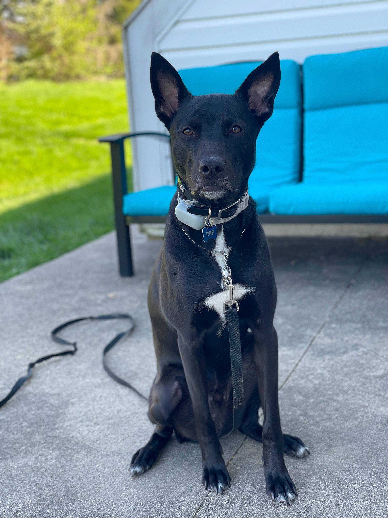 Finn joined the competition — help win amazing prizes! canidae, carnivore, collar, companion_dog, dog, dog_breed, dog_collar, dog_supply, electric_blue, fashion_accessory, fawn, grey, guard_dog, plant, snout, sporting_group, tail, toy_dog, whiskers, working_animal