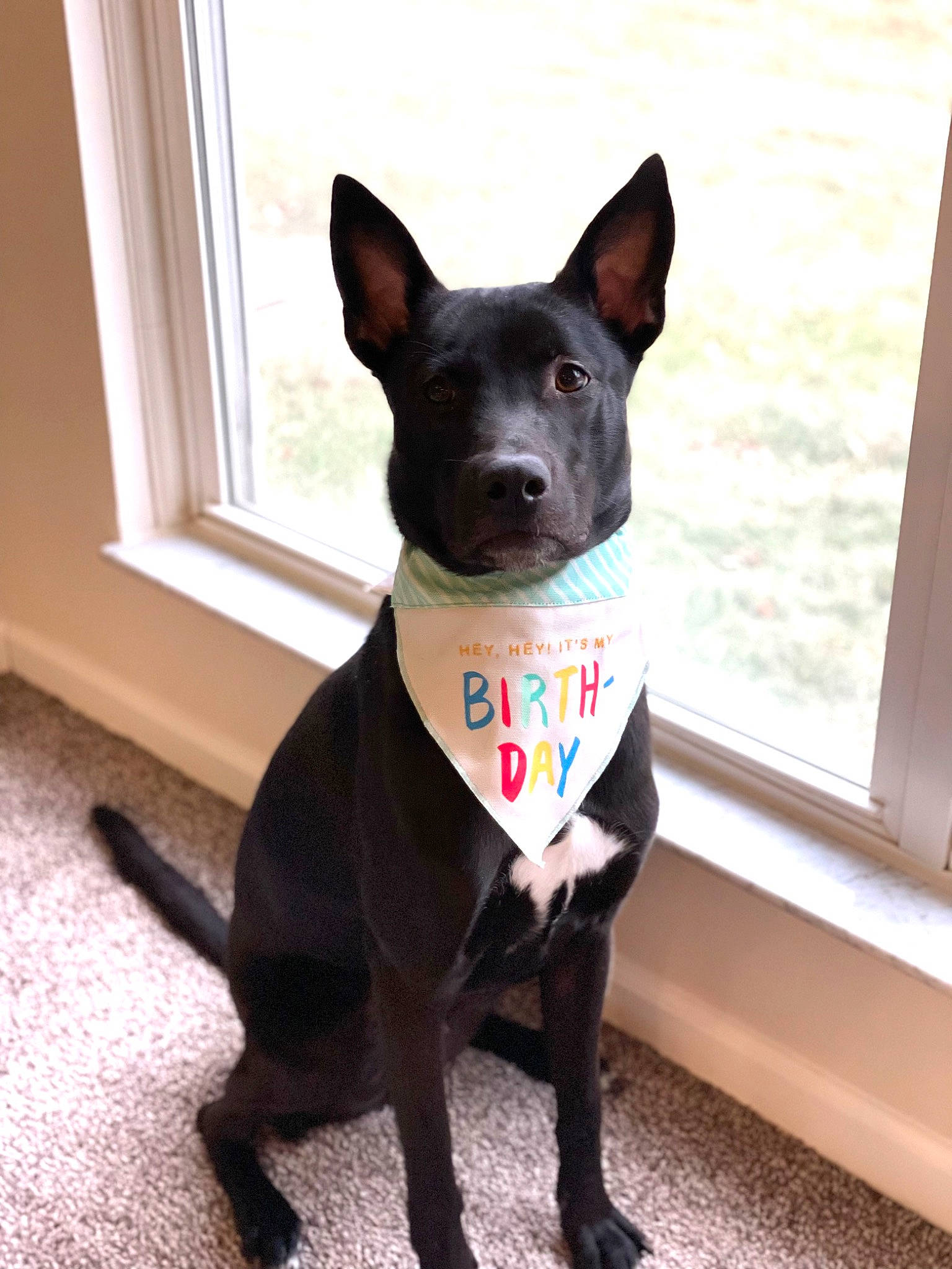 Finn is registered to the contest to win money with this photo: boston_terrier, canidae, carnivore, collar, companion_dog, dog, dog_breed, dog_collar, dog_supply, fashion_accessory, fawn, grey, pet_supply, snout, sporting_group, tail, whiskers, window, working_animal, working_dog