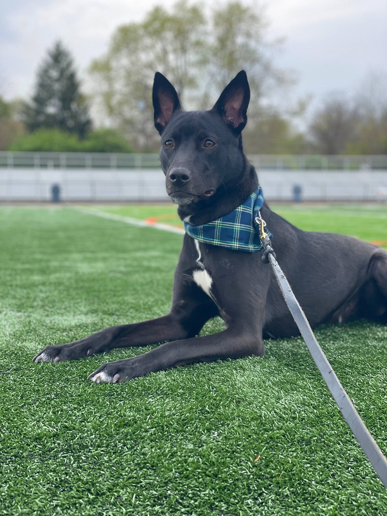 Finn is registered to the contest to win money with this photo: art, canidae, carnivore, cloud, collar, companion_dog, dog, dog_breed, dog_collar, dog_sports, electric_blue, fawn, grass, plant, sculpture, sky, snout, sporting_group, tail, tree