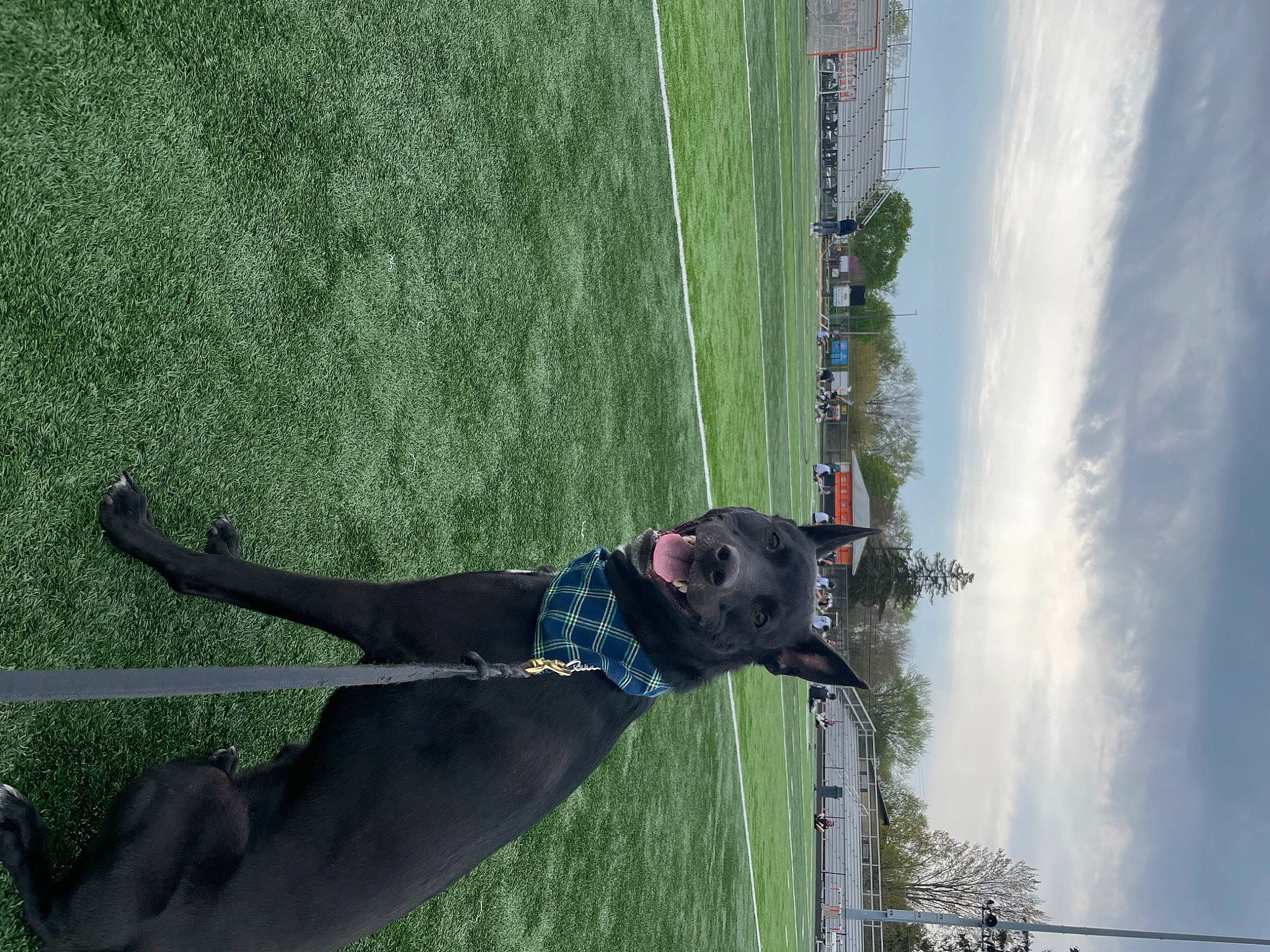 Finn joined the competition — help win amazing prizes! adventure, carnivore, cloud, collar, companion_dog, dog, dog_breed, fashion_accessory, fun, grass, landscape, leisure, plant, recreation, sky, smile, sporting_group, tail, tree, water