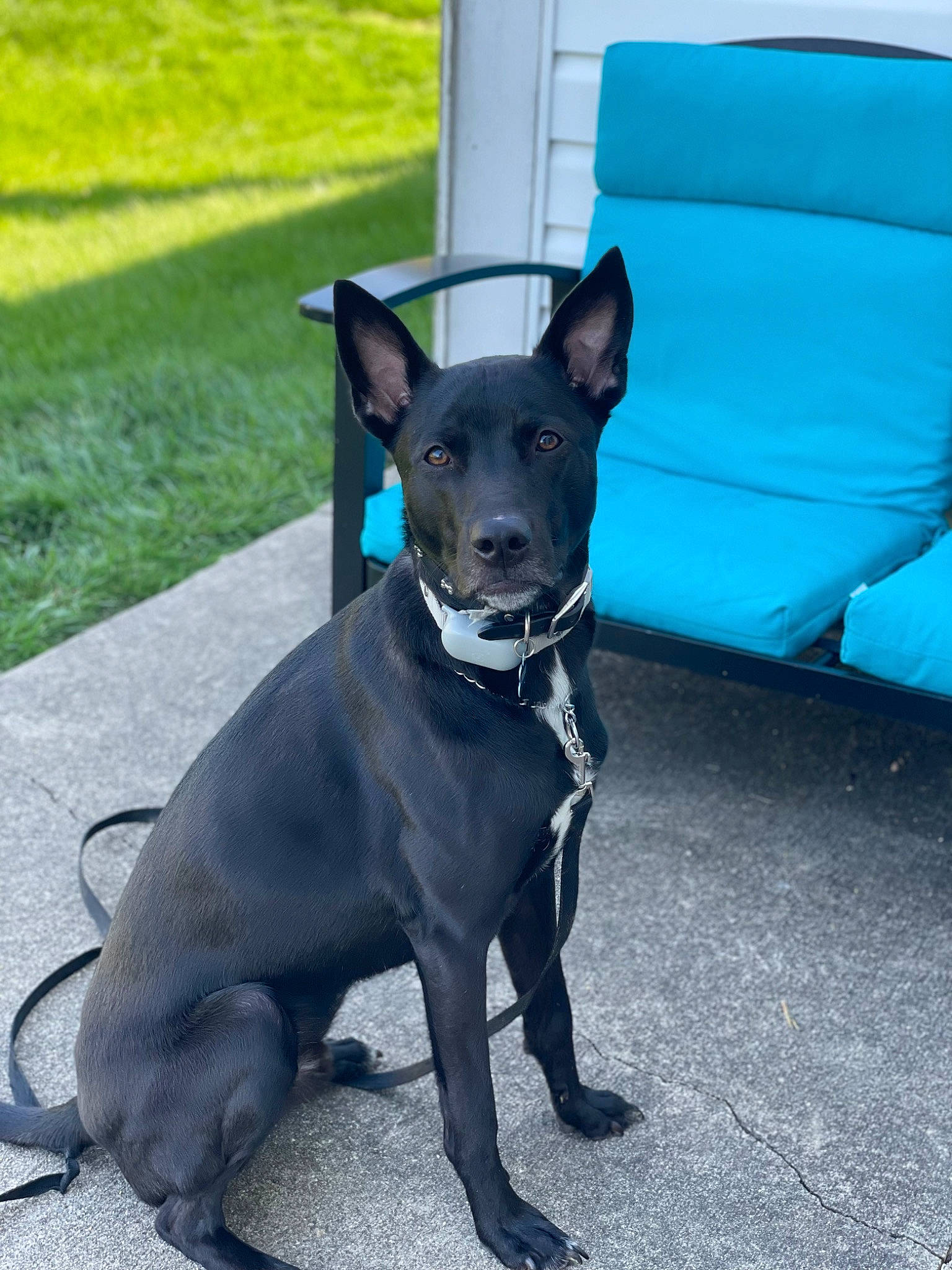 Finn is registered to the contest to win money with this photo: canidae, carnivore, collar, companion_dog, dog, dog_breed, dog_collar, dog_supply, electric_blue, fashion_accessory, fawn, grey, liver, pet_supply, snout, sporting_group, tail, toy_dog, whiskers, working_animal