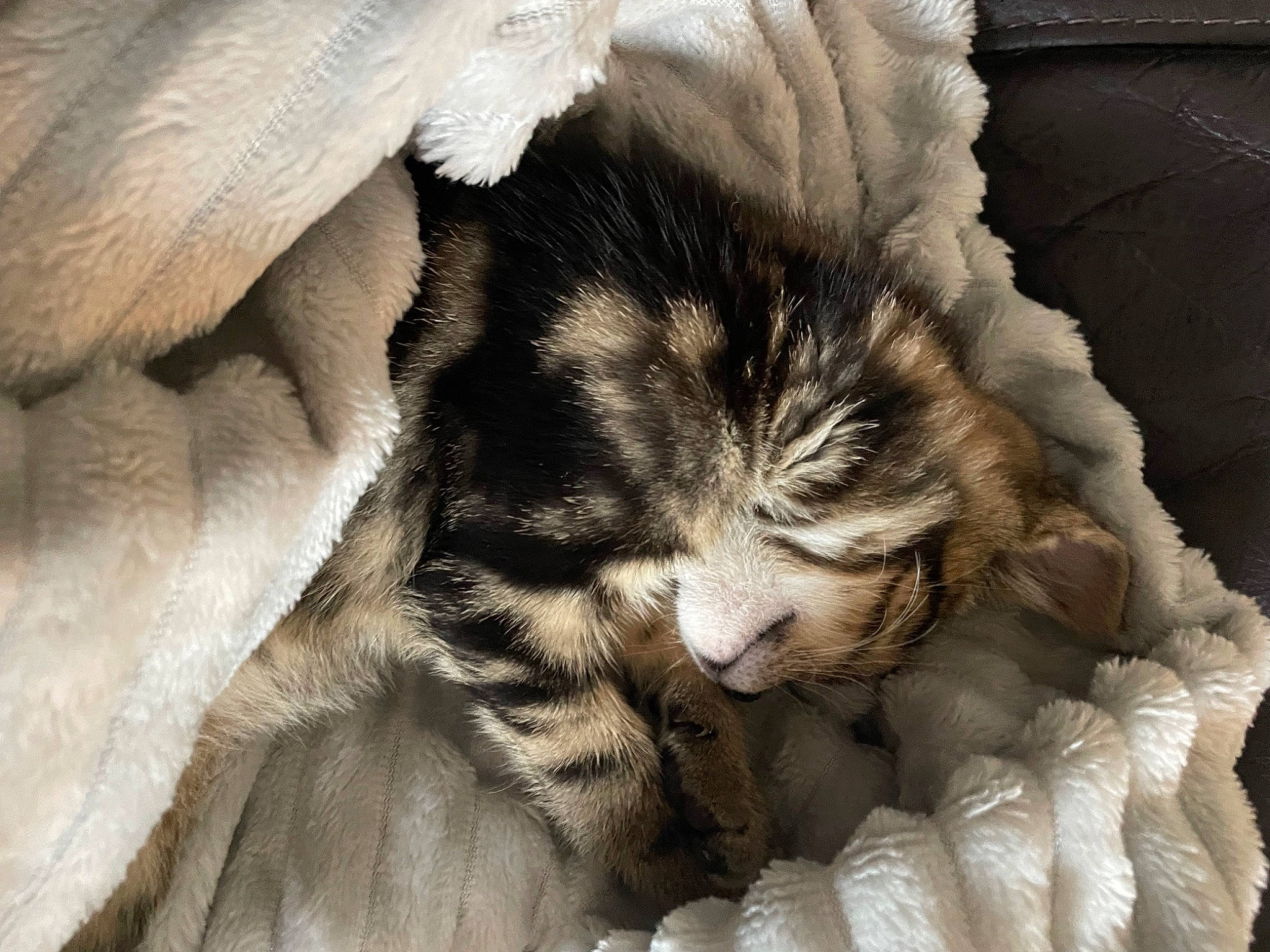 Dino joined the competition — help win amazing prizes! bedtime, carnivore, cat, cat_bed, claw, comfort, domestic_short_haired_cat, felidae, fur, linens, nap, paw, sleep, small_to_medium_sized_cats, snout, tail, terrestrial_animal, whiskers, wildlife, wrinkle