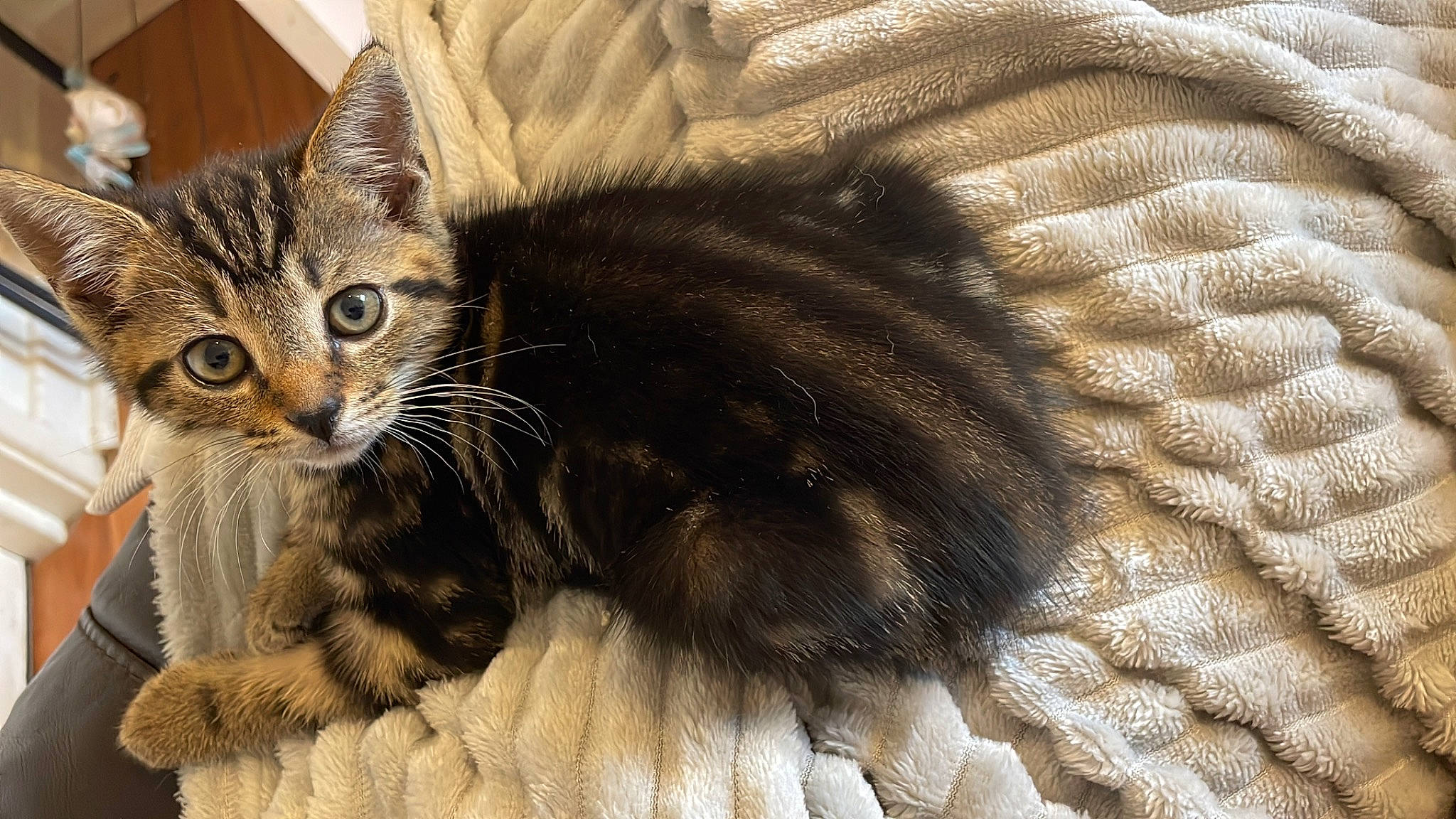 Dino joined the competition — help win amazing prizes! carnivore, cat, cat_supply, claw, comfort, domestic_short_haired_cat, fawn, felidae, fur, paw, small_to_medium_sized_cats, snout, tail, terrestrial_animal, whiskers