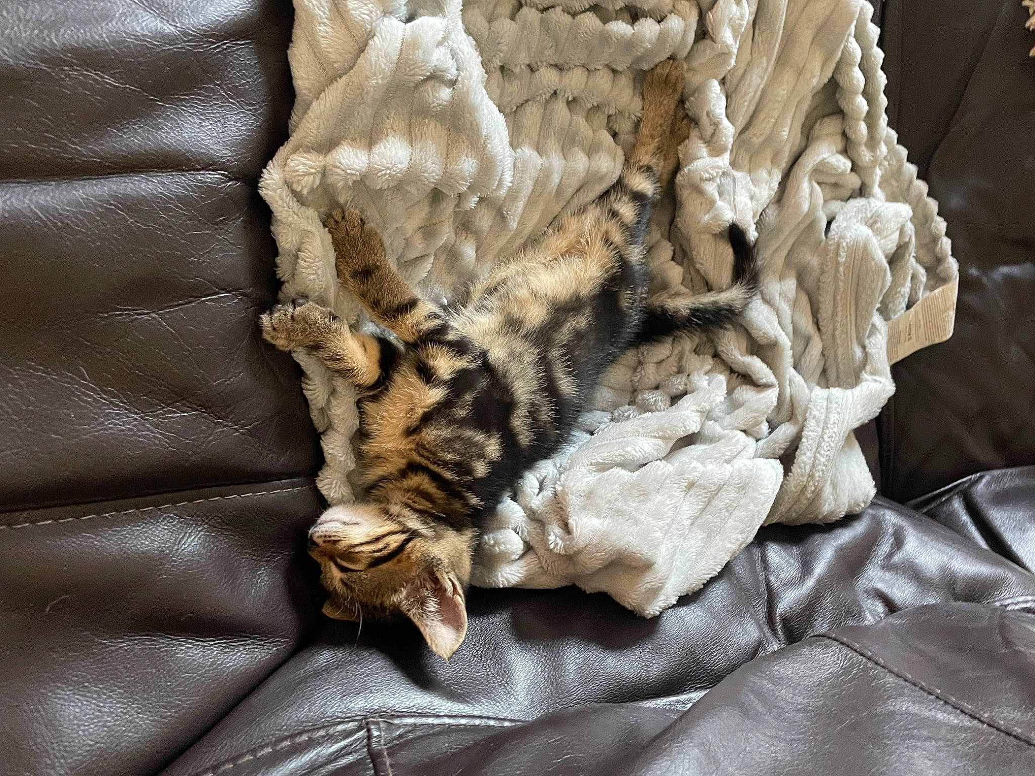 Dino joined the competition — help win amazing prizes! bed_sheet, bedding, brown, carnivore, cat, claw, comfort, domestic_short_haired_cat, duvet, felidae, fur, grey, linens, nap, pattern, sleep, small_to_medium_sized_cats, tail, textile, whiskers