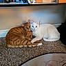 Cc And Kiara is registered to the contest to win money with this photo: cat, cats, orange_cat, white_cat, pets, indoor, carpet, shelf, books, box, animals, feline, cute, companionship, resting, cozy, fur, whiskers, tail, home