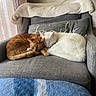 Cc And Kiara joined the competition — help win amazing prizes! cat, cats, sleeping, ginger_cat, white_cat, armchair, blanket, cushion, cozy, indoor, pet, nap, resting, feline, fur, window, curtains, home, comfort, relaxation